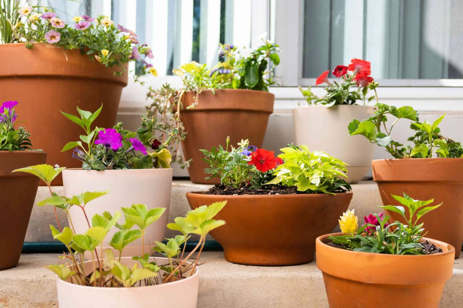 Before the Frost: A Desi Gardener’s Guide to August in Canada - Container Gardening. Photo Credit: https://www.thespruce.com/