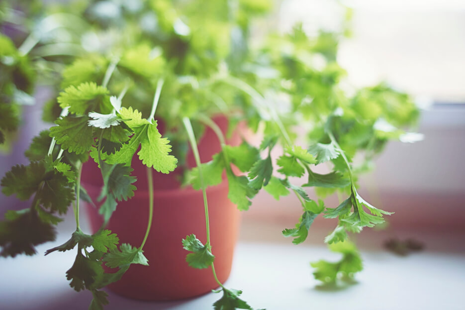 Before the Frost: A Desi Gardener’s Guide to August in Canada - Coriander. Photo Credit: Unsplash