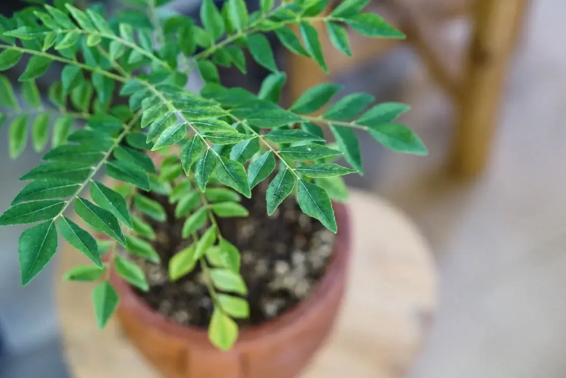 Before the Frost: A Desi Gardener’s Guide to August in Canada - Curry Leaf. Photo Credit: Unsplash