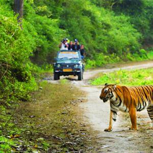 We Celebrate National Wildlife Day With Our 5 Fave Sanctuaries In India: Beautilful fauna at Corbett National Park. Photo Credit: https://uttarakhandtourism.gov.in/