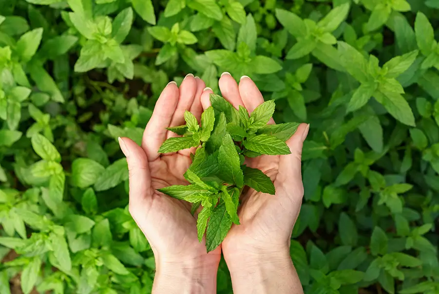 Before the Frost: A Desi Gardener’s Guide to August in Canada - Tulsi. Photo Credit: Unsplash