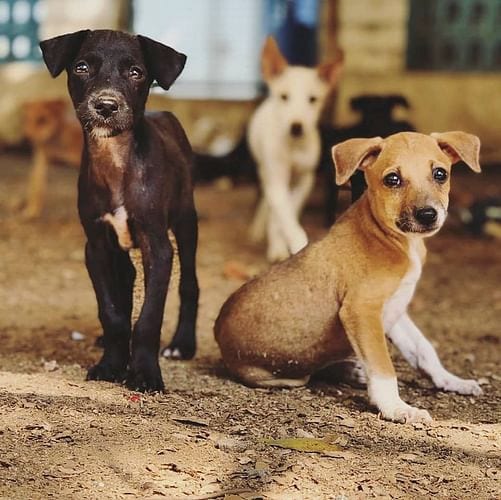 What Happens To The Strays And Pets During The India's 21-Day Lockdown? 