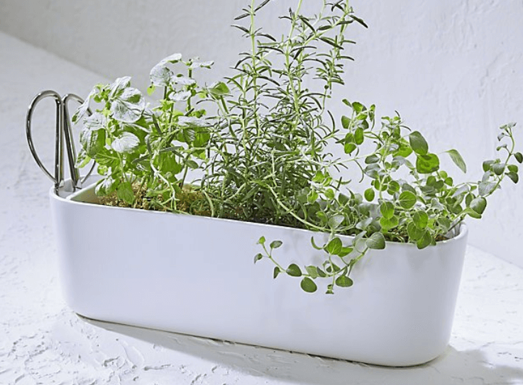 4 Fool-Proof Ways To Grow Your Herbs At Home: