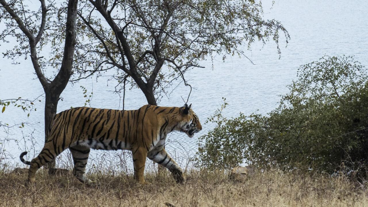 We Celebrate National Wildlife Day With Our 5 Fave Sanctuaries In India: