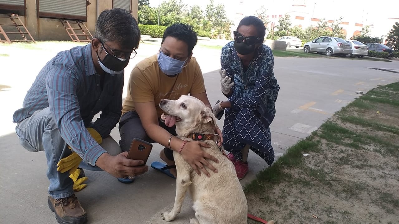 What Happens To The Strays And Pets During The India's 21-Day Lockdown?: Rescued animals at Blue Cross.