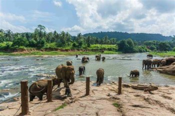 We Celebrate National Wildlife Day With Our 5 Fave Sanctuaries In India: A tiger spotted at Ranthambore National Park. Photo Credit: Deccan Herald.